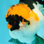 A Grade Red White Oranda Male 5-5.5 inches #051526OR_03