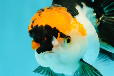 A Grade Red White Oranda Male 5-5.5 inches #051526OR_03