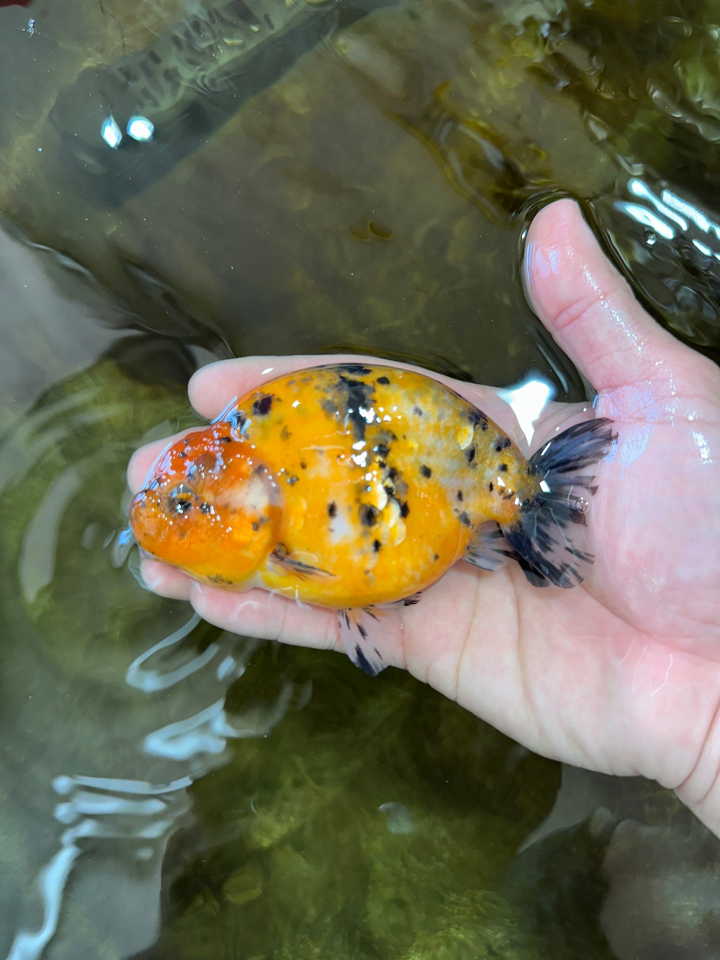 Tiger Lionchu Female 4.5 inches #062025LC_13