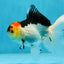 A Grade Angry Bird Tricolor Oranda Male 4.5-5 inches #053025OR_14