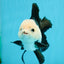 A Grade Panda Button Eyes Oranda Male 5-5.5 inches #120624OR_05