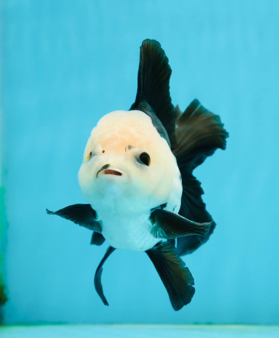 A Grade Panda Button Eyes Oranda Male 5-5.5 inches #120624OR_05