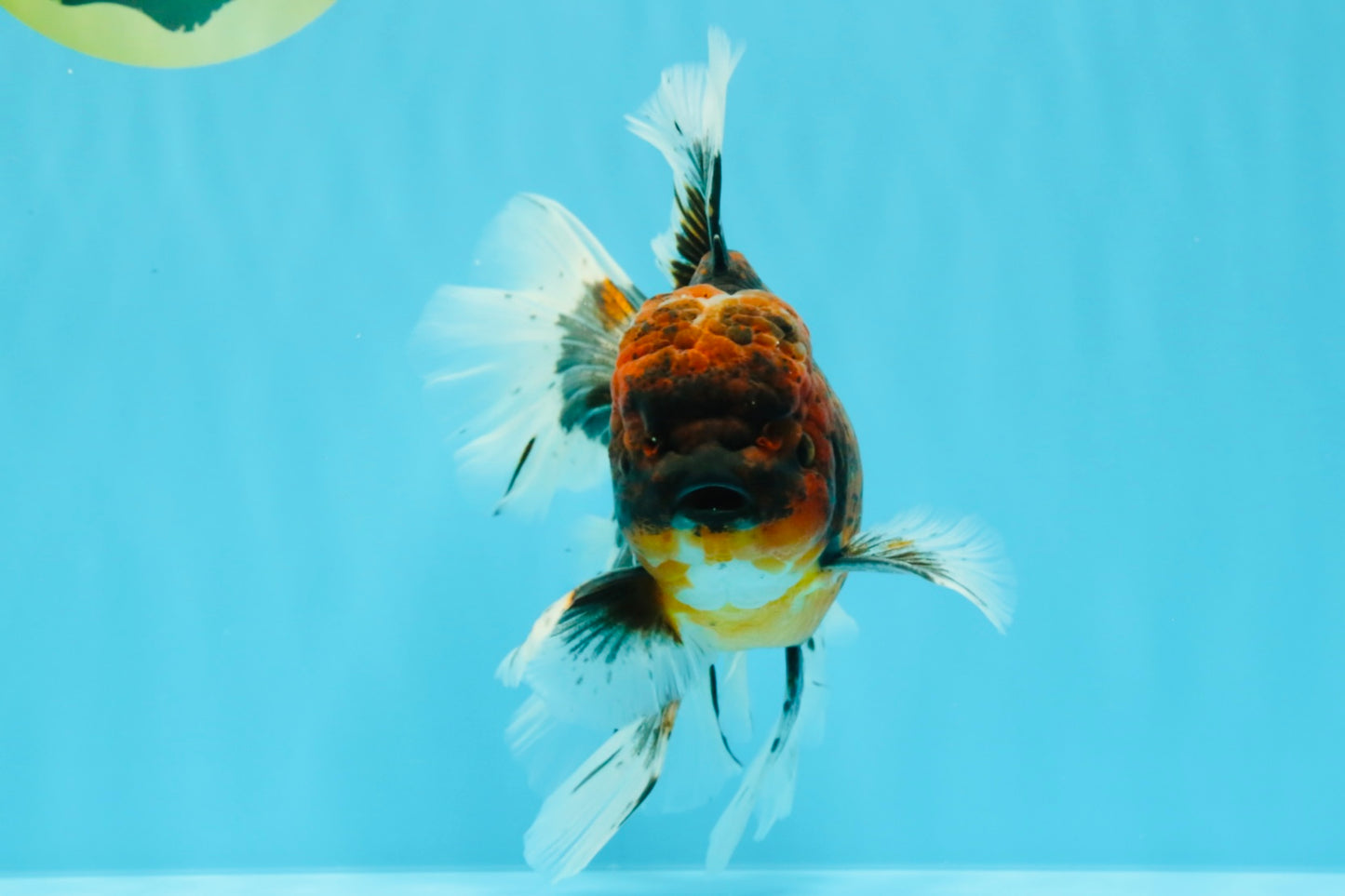 AAA Grade Dark Kirin Long Tail Oranda Male 6.5-7 inches #022726OR_09
