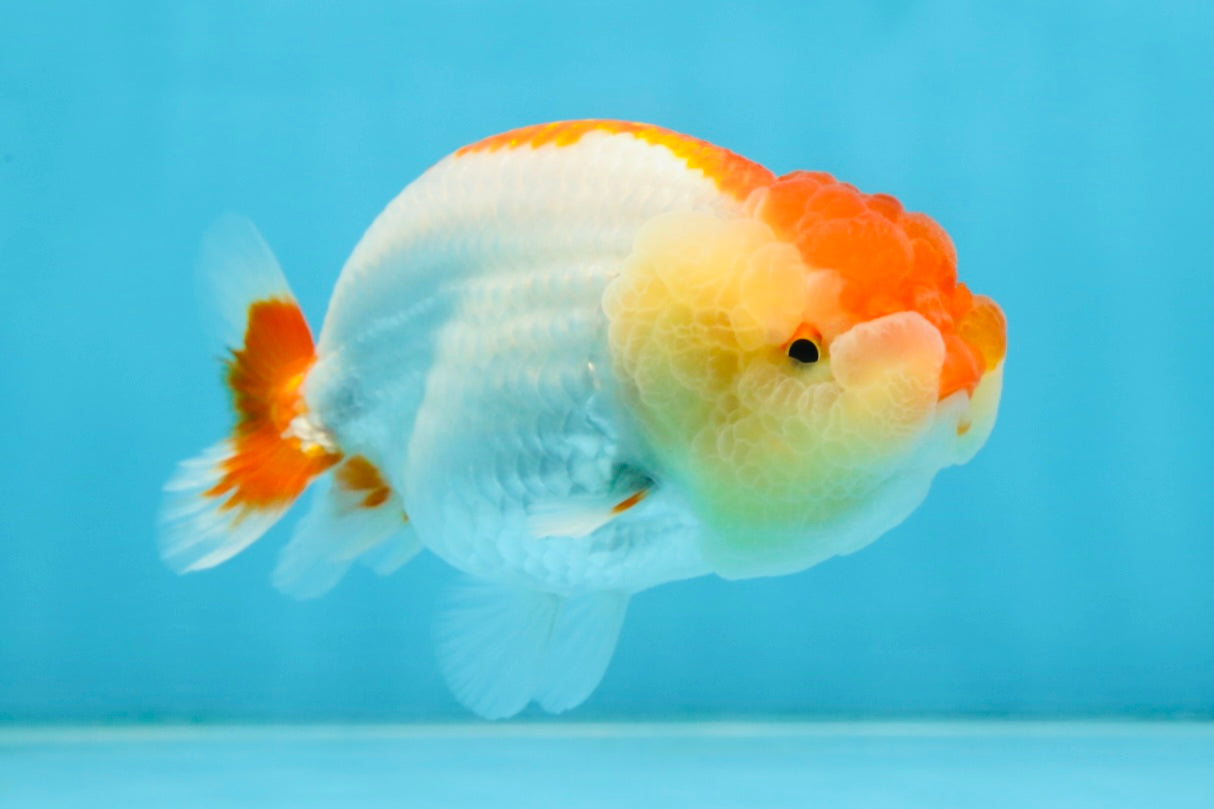 AAA Grade Young Red White LionQueen 4 inches #101025LC_01