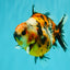 AAA Grade Calico Tiger Yuanbao Male 4.5-5 inches #062626YB_17