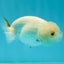 Snow White Lionchu Male 3.5-4 inches #1004LC_13