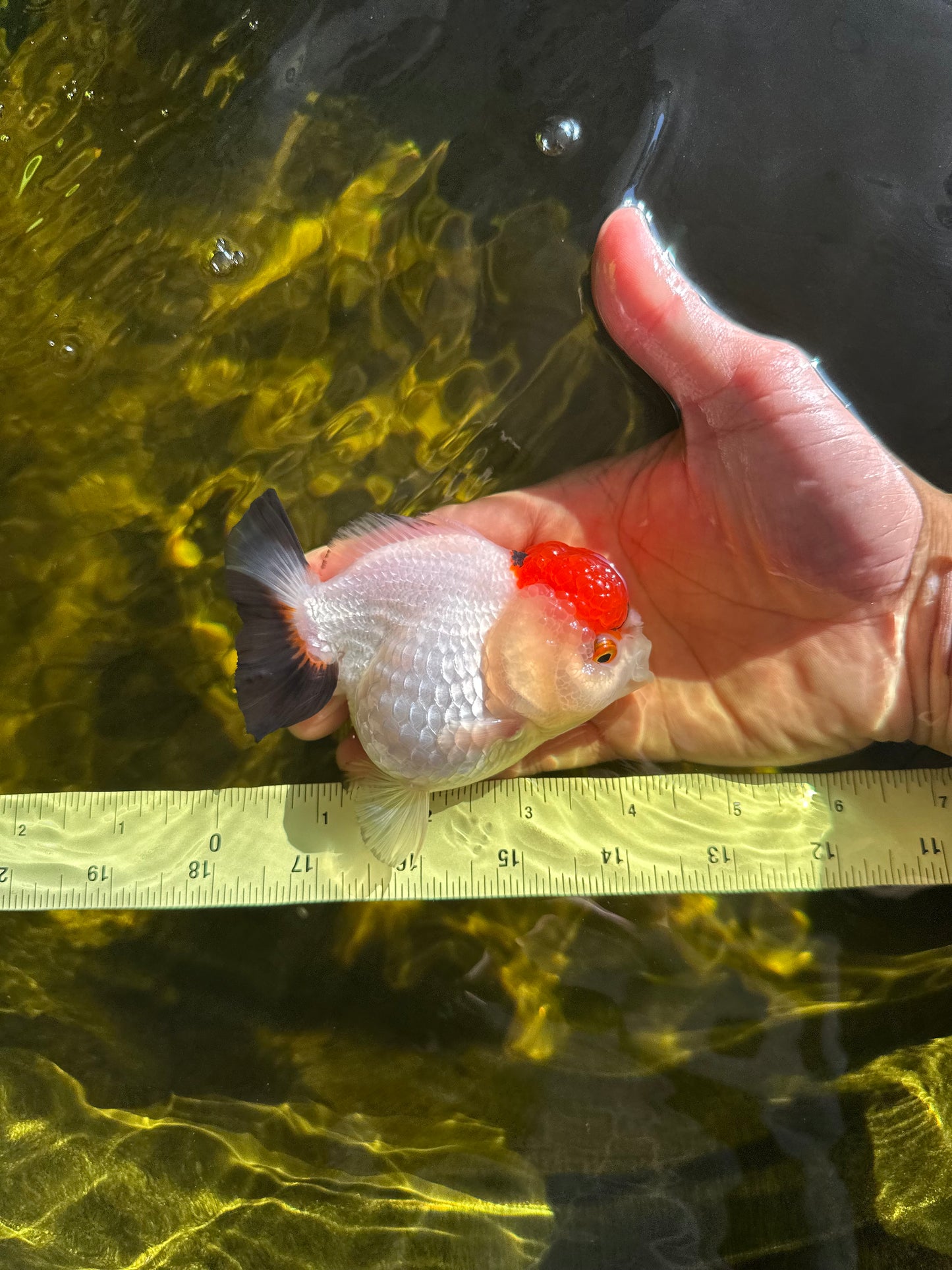 Tancho Pompom Tricolor Yuanbao Female 4 inches #050925YB_31