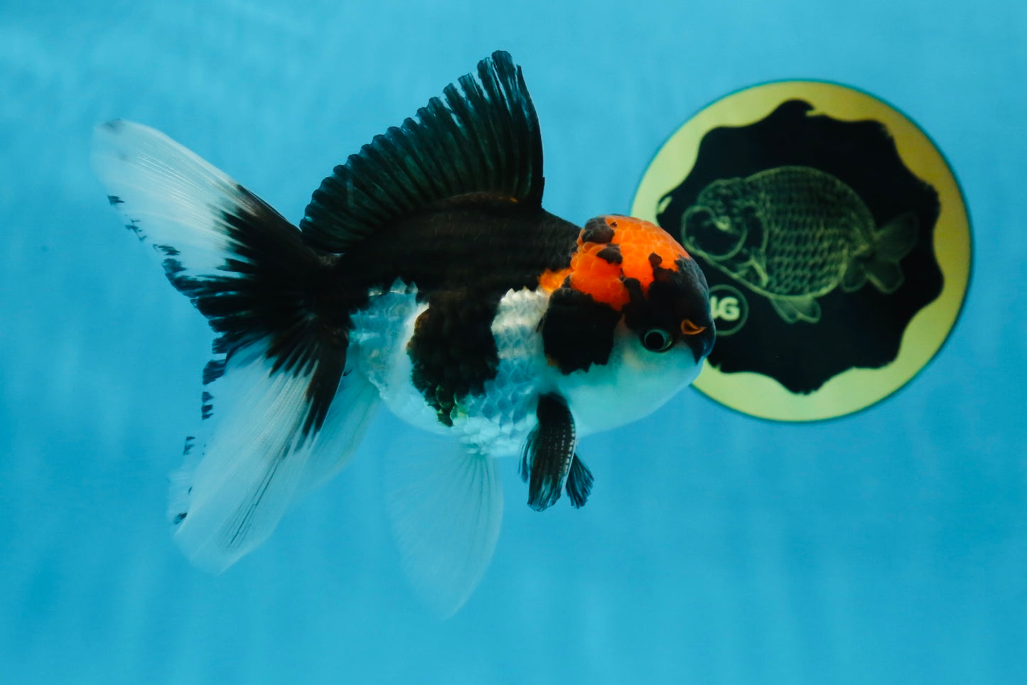 A Grade Color Pop Tricolor Oranda Male 4.5 inches #020725OR_25