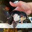 HAPPY "PO" Tricolor Oranda Male 5.5 inches #081525OR_24