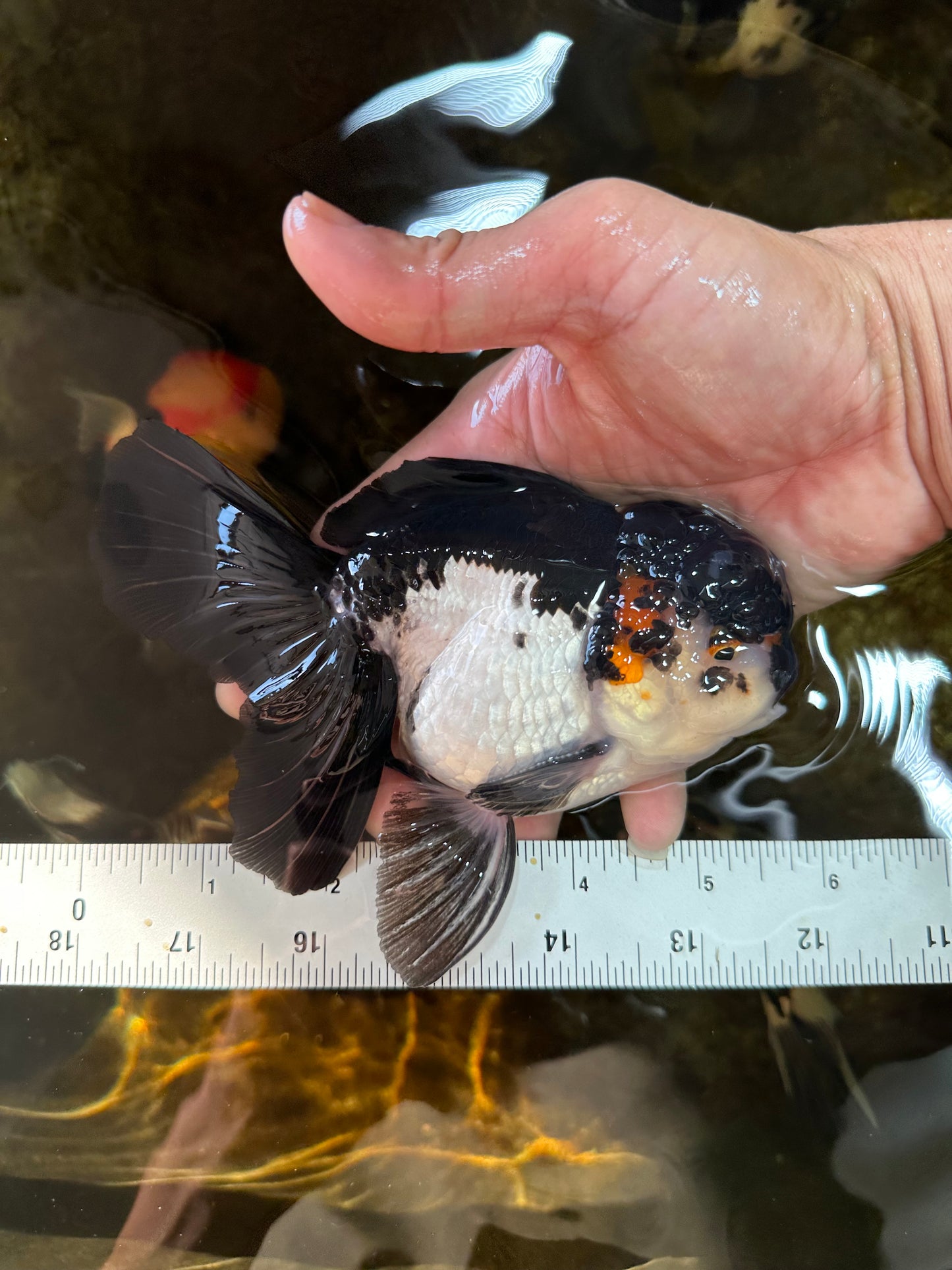 HAPPY "PO" Tricolor Oranda Male 5.5 inches #081525OR_24