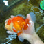 AAA Grade Red White Oranda Male 6.5 inches #080125OR_08