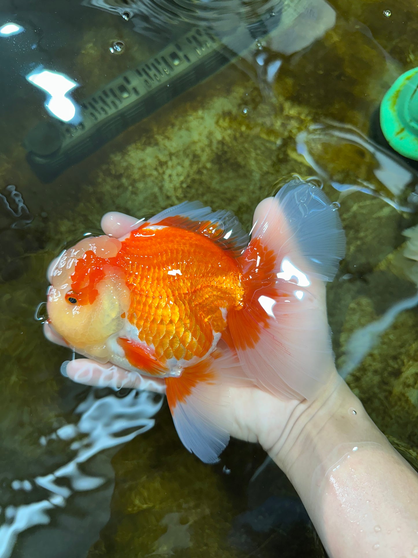 AAA Grade Red White Oranda Male 6.5 inches #080125OR_08