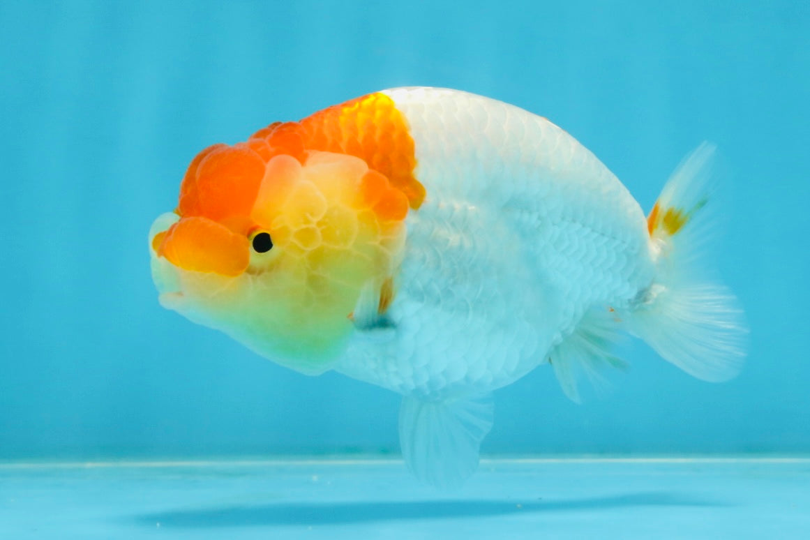 AAA Grade Young Red White Kohaku LionQueen 4 inches #101025LC_09