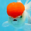 A Grade Red Cap Oranda Female 5 inches #0913OR_15