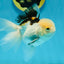 AAA Grade Tricolor Oranda Male 4.5-5 inches #112924OR_17