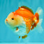 AAA Grade Red White Yuanbao Male 5 inches #072426YB_23