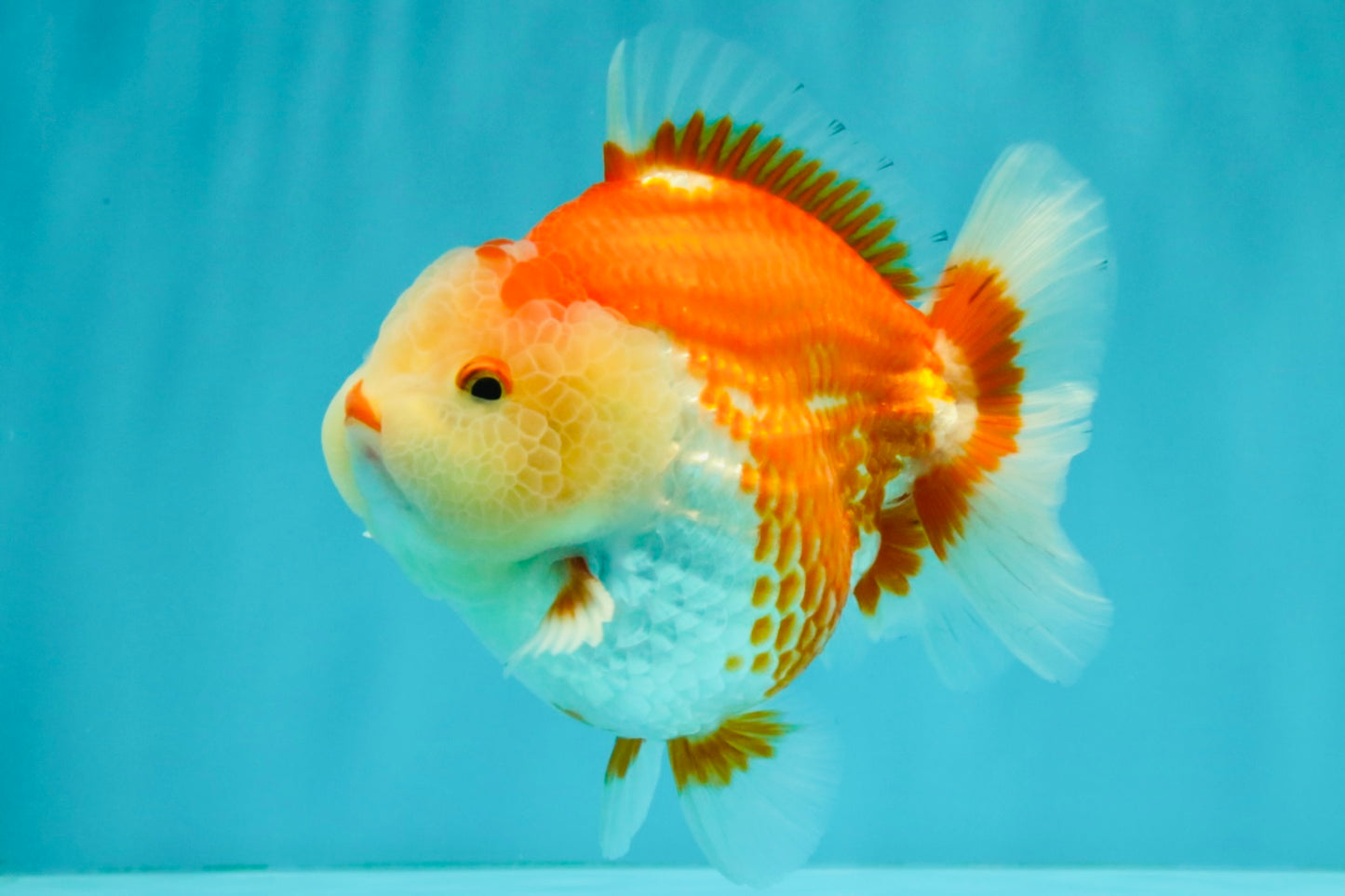 AAA Grade Red White Yuanbao Male 5 inches #072426YB_23