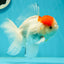 A Grade Sakura Oranda Male 5 inches #110824OR_11