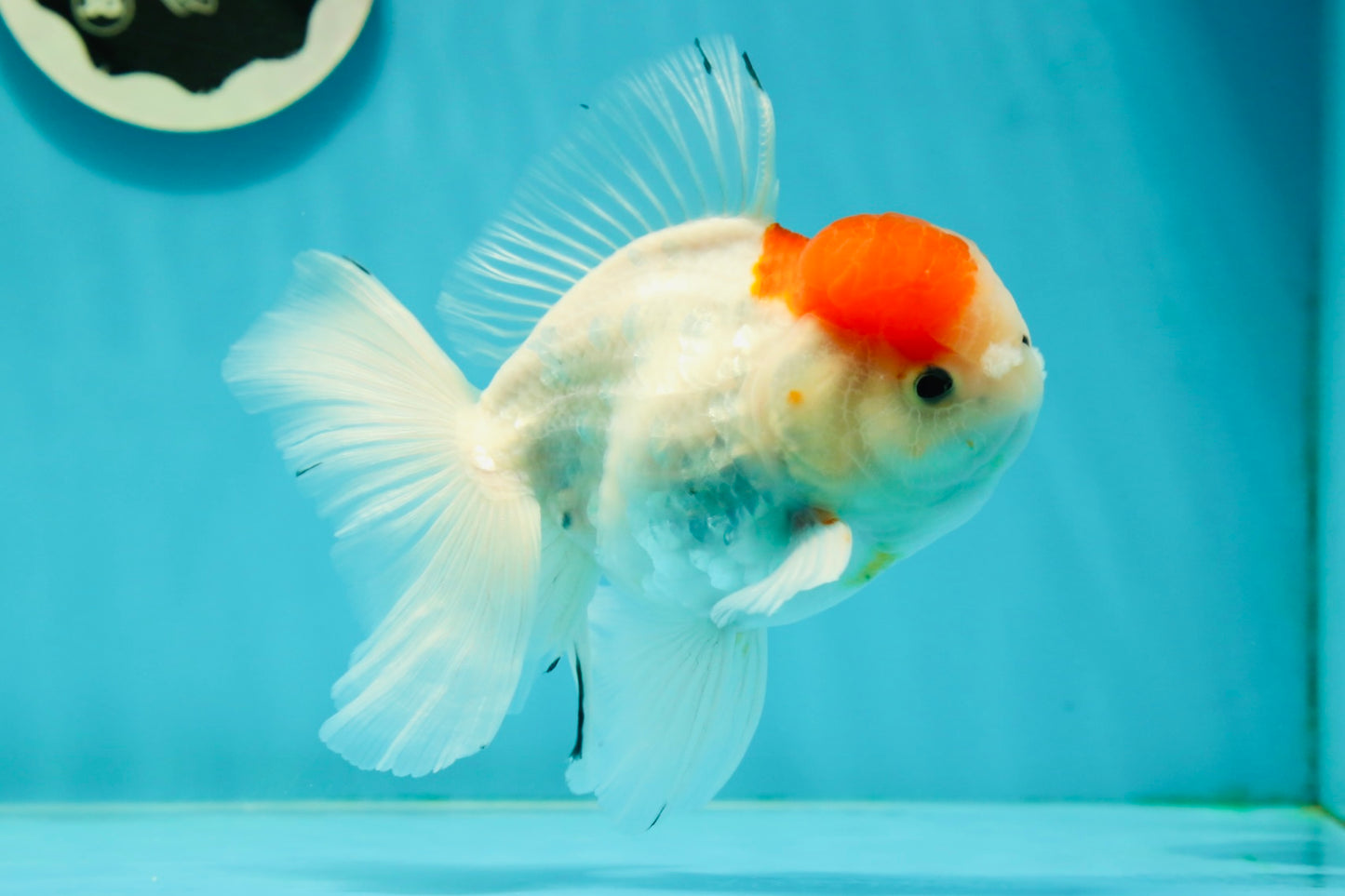 A Grade Sakura Oranda Male 5 inches #110824OR_11