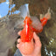 FLUFFY WEN AAA Grade Jade Head Red White Oranda Male 7.5 inches #071726OR_02