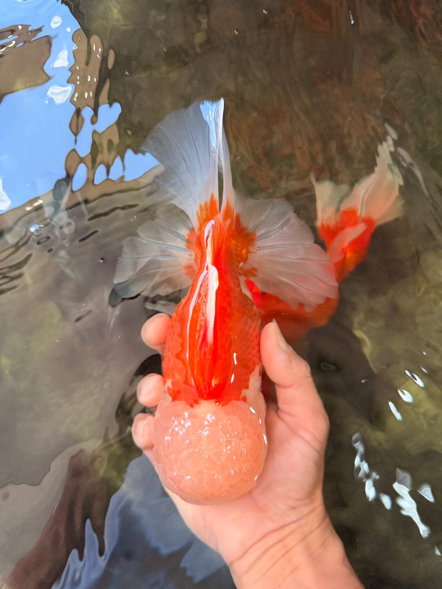 FLUFFY WEN AAA Grade Jade Head Red White Oranda Male 7.5 inches #071726OR_02