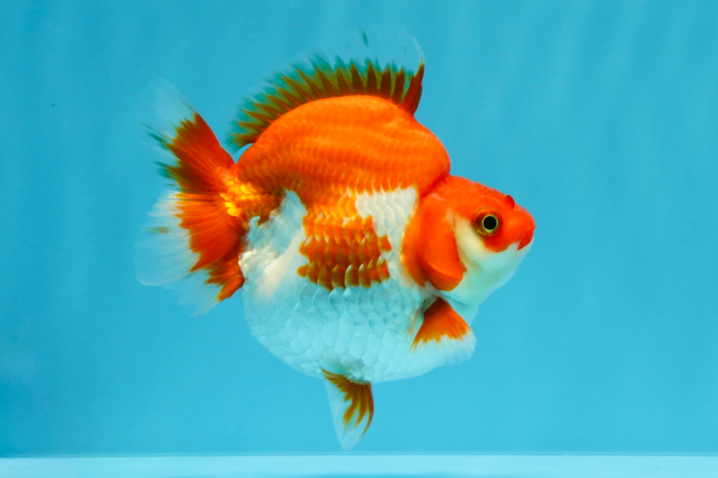 AAA Grade Red White Ryukin Female 4 inches #022026RK_12