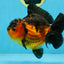 Apache Yuanbao Male 5 inches #110725YB_07