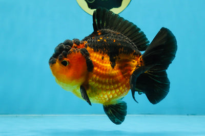 Apache Yuanbao Male 5 inches #110725YB_07