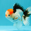 CLOWN A Grade Tricolor Oranda Male 5-5.5 inches #032026OR_14