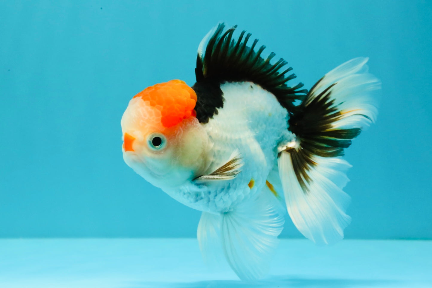 CLOWN A Grade Tricolor Oranda Male 5-5.5 inches #032026OR_14