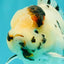 AAA Grade White Tiger Oranda Male 5.5 inches #062626OR_35