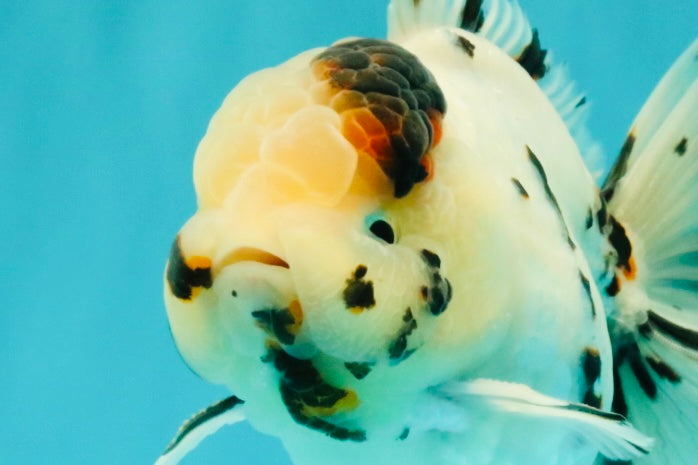 AAA Grade White Tiger Oranda Male 5.5 inches #062626OR_35