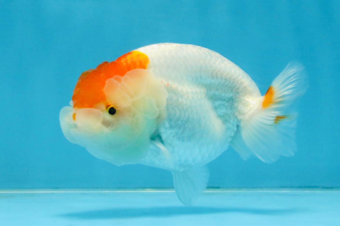 A Grade Red White LionQueen 4 inches #112125LC_13