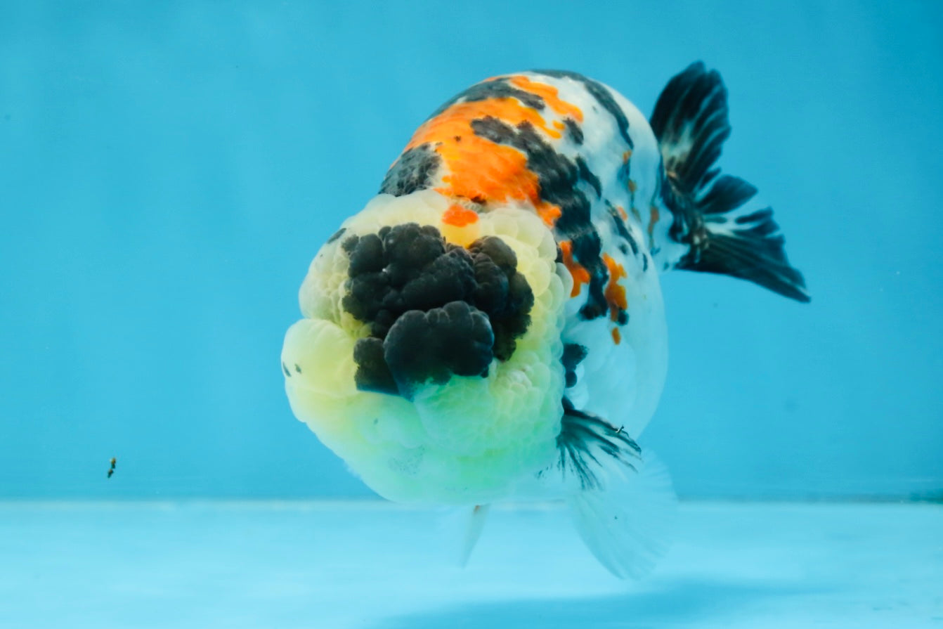 A Grade Special Tricolor LionKing 4.5-5 inches #100325LC_07