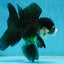 A Grade Panda Oranda Male 5.5 inches #060625OR_15