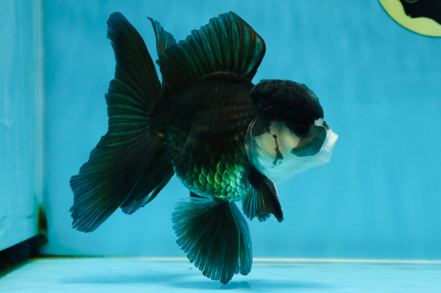 A Grade Panda Oranda Male 5.5 inches #060625OR_15