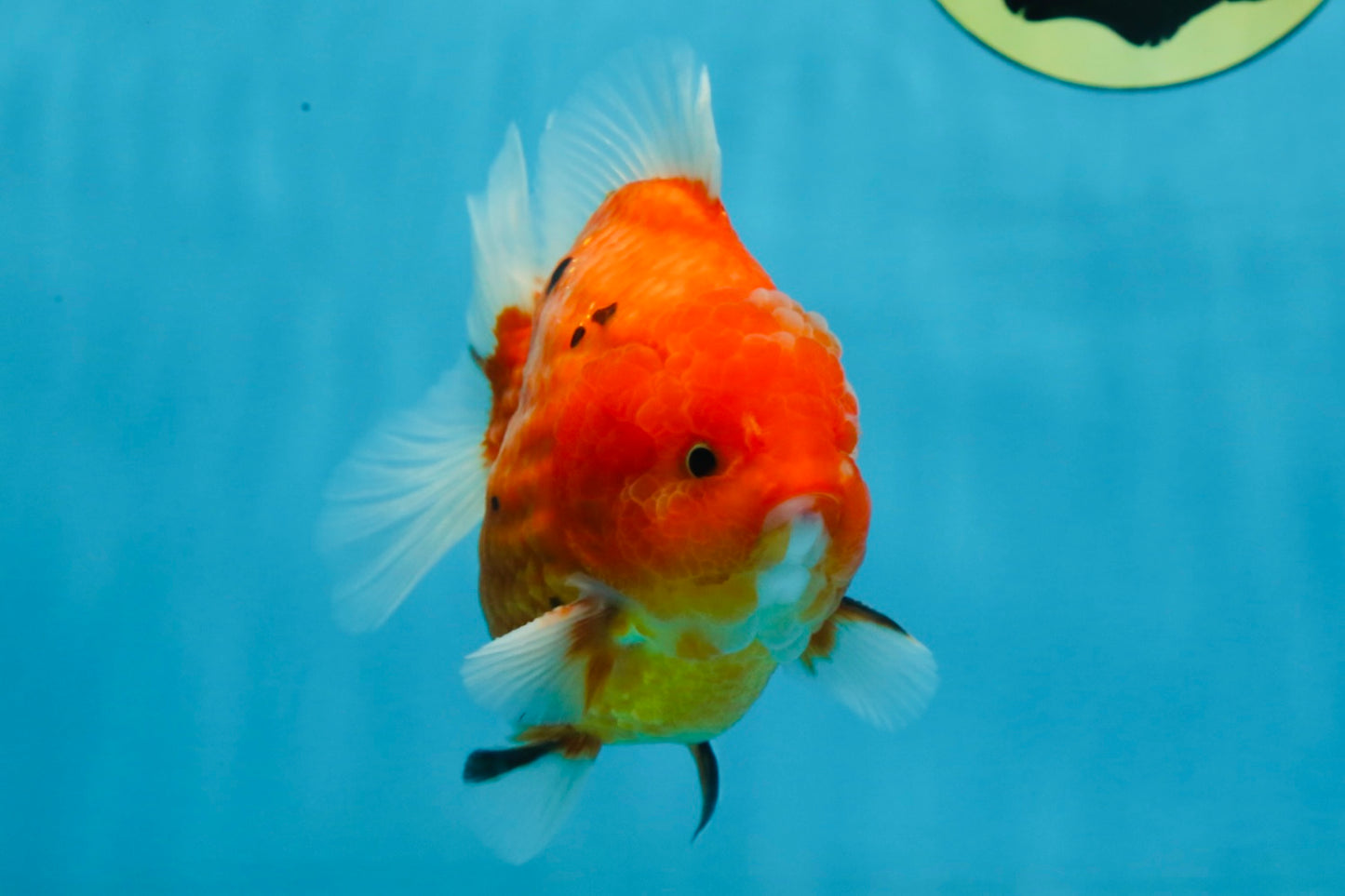 PUMPKIN A Grade  Sakura Yuanbao Male 4.5 inches #101725YB_29