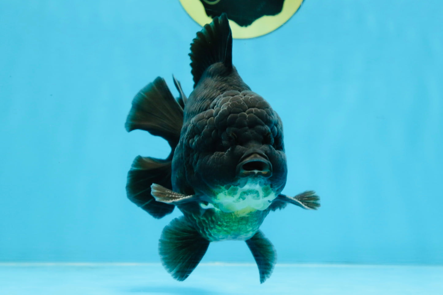 AAA Grade Godzilla Black Yuanbao Male 5-5.5 inches #103125YB_03