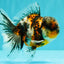 AAA Grade Calico Oranda Male 5 inches #070626OR_06