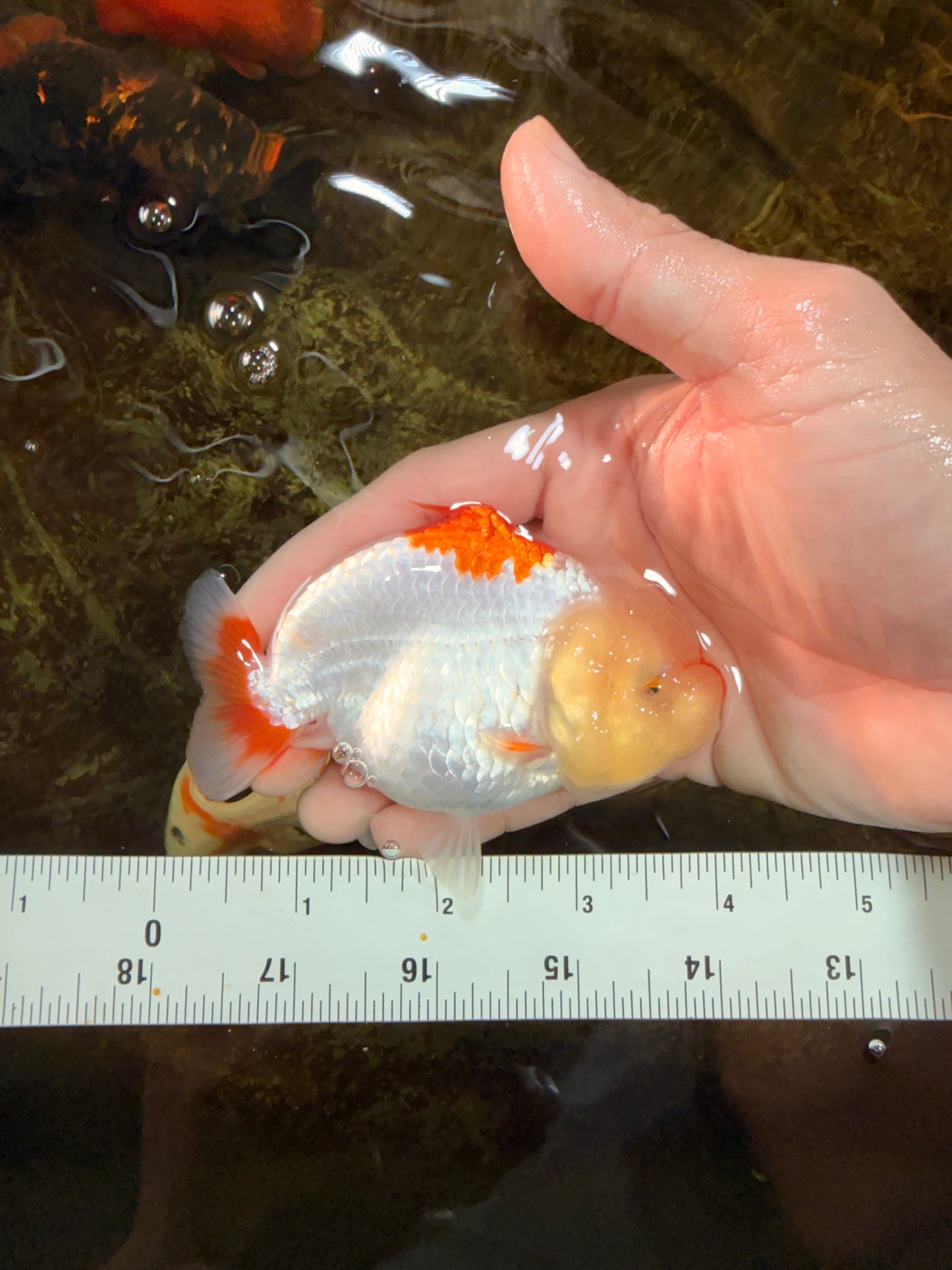 AAA Grade Red White Shark LionQueen 4 inches #101725LC_01