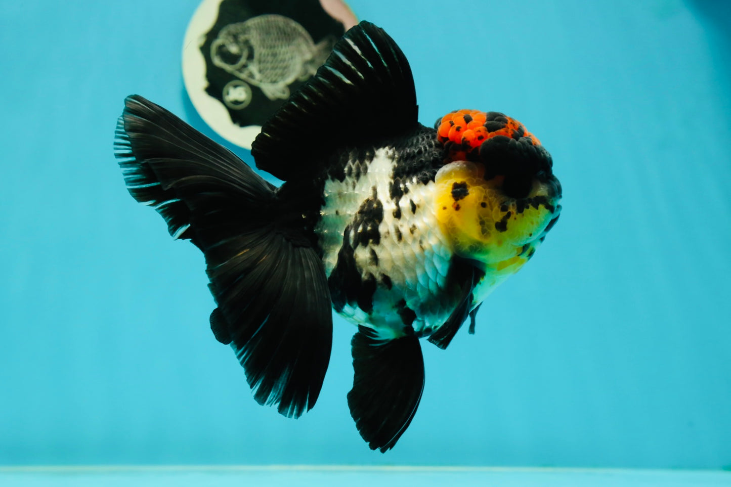 AAA Grade Monster Lava Head Tricolor Oranda Female 5.5 inches #110824OR_01