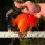 CHARLIE CHAPLIN AAA Grade Apache Oranda Female 5.5-6 inches #030626OR_27