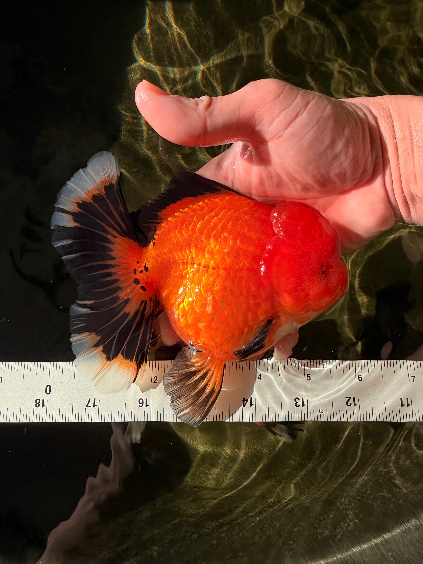 CHARLIE CHAPLIN AAA Grade Apache Oranda Female 5.5-6 inches #030626OR_27