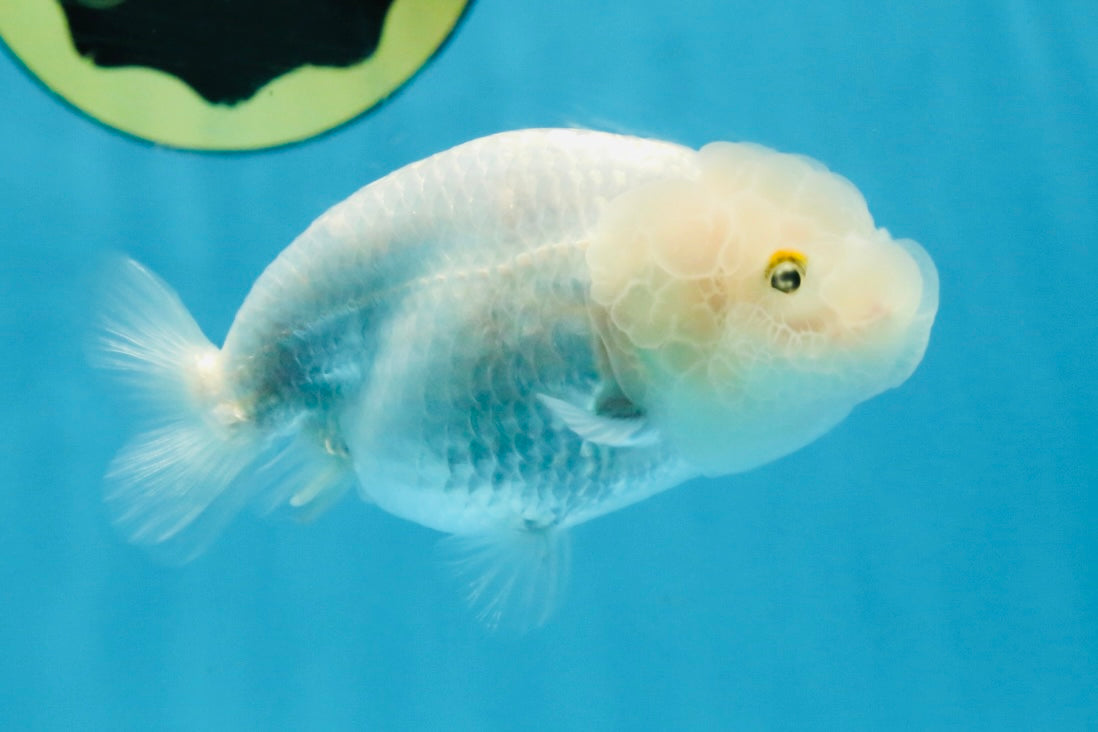 Snow White Lionchu Female 3.5 inches #121925LC_01