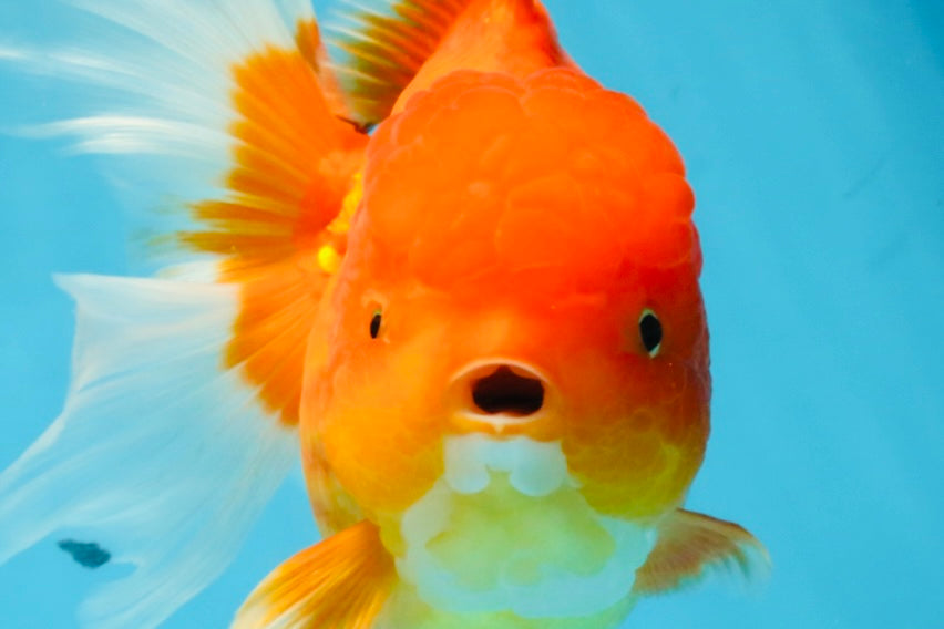 SUPER CUTE A Grade Red White Oranda Female 6.5 inches #110725OR_01