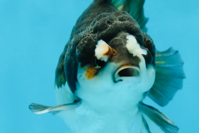 Pompom Panda Yuanbao Male 4 inches #052325YB_28