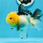 Panda Oranda de catégorie A, femelle Lemonhead, 5 pouces #0927OR_28