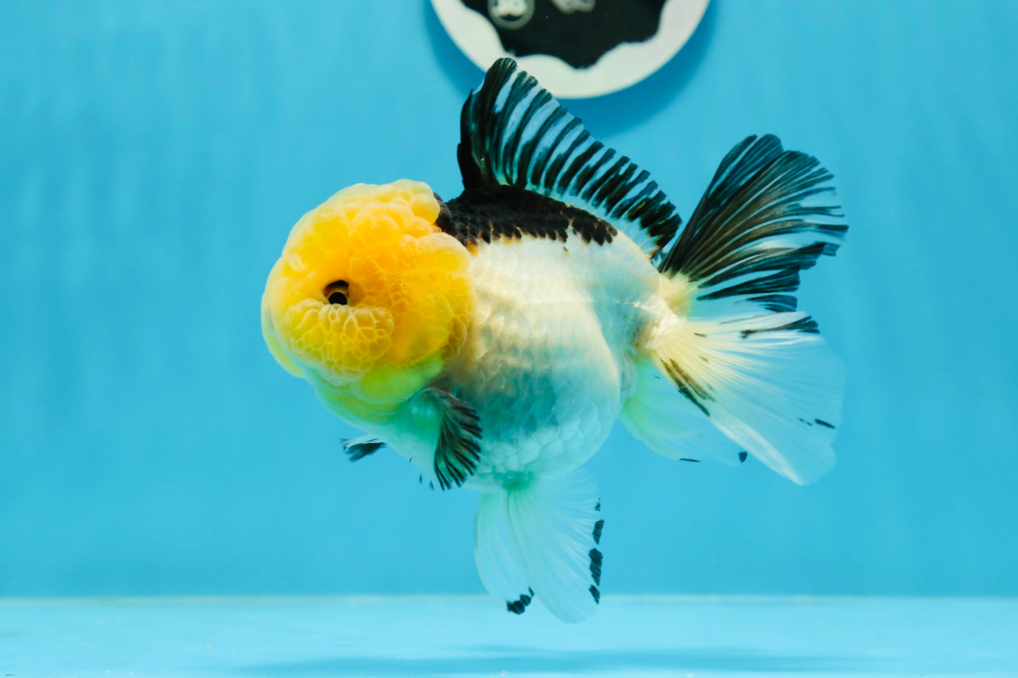 Panda Oranda de catégorie A, femelle Lemonhead, 5 pouces #0927OR_28