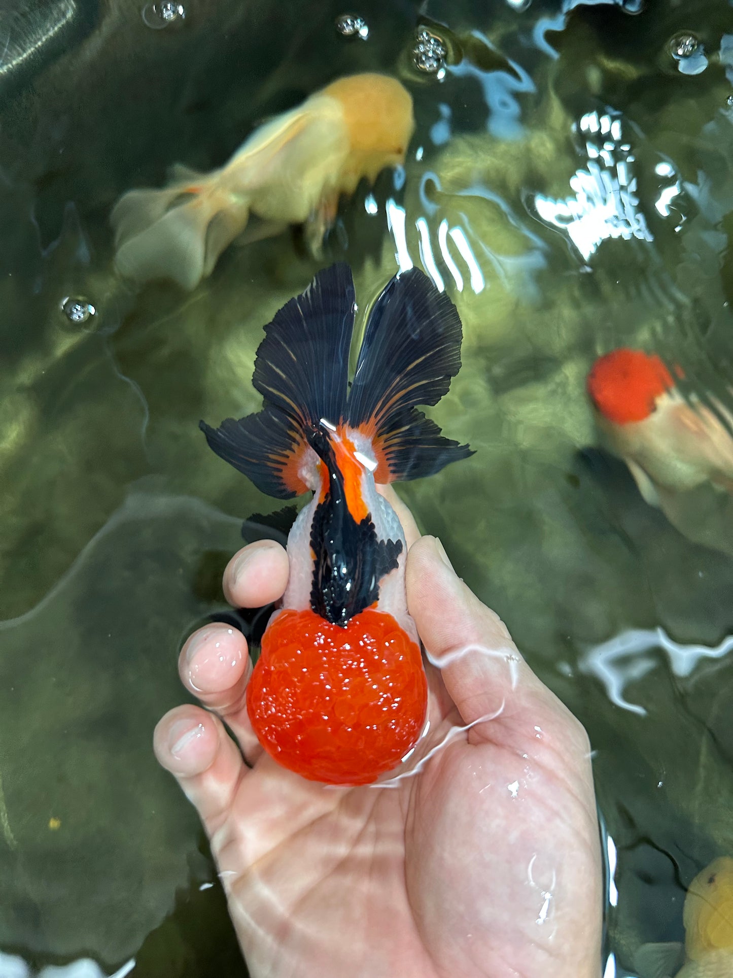 A Grade Tricolor Oranda Male 4.5 inches #060625OR_25