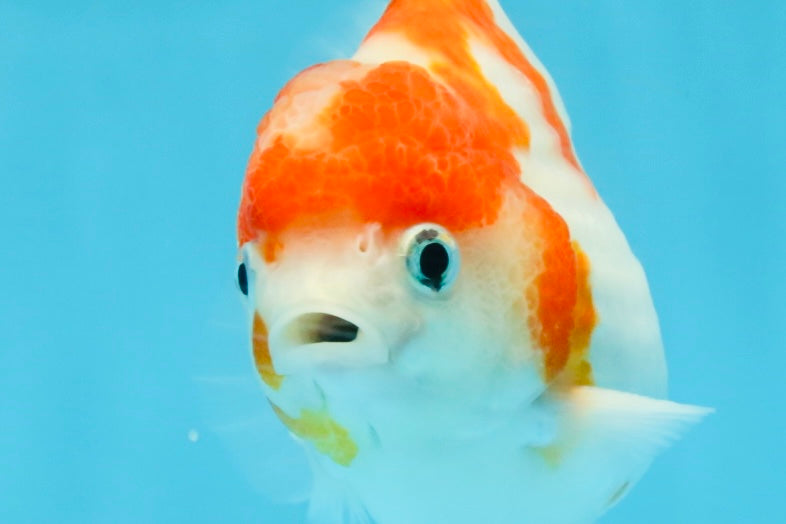 FANCY A Grade Kohaku Sakura Yuanbao Male 4.5-5 inches #112825YB_19